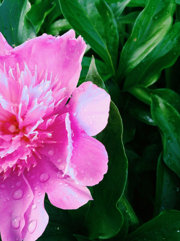 peony