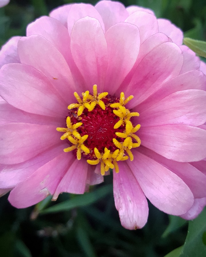 A beautiful flower