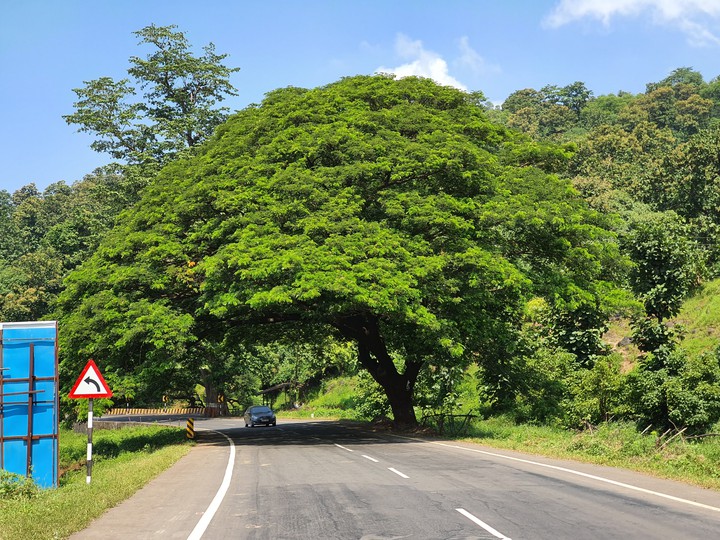 tree