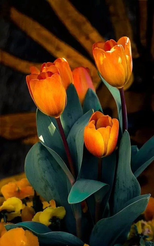 Orange-colored tulips.