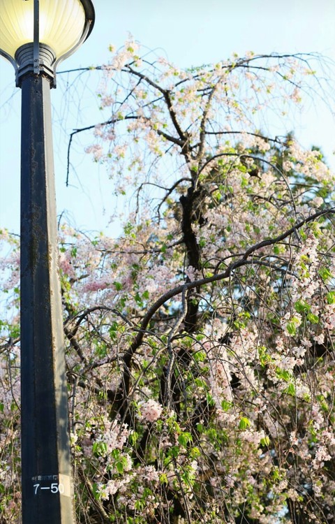 tapety plant, blossom