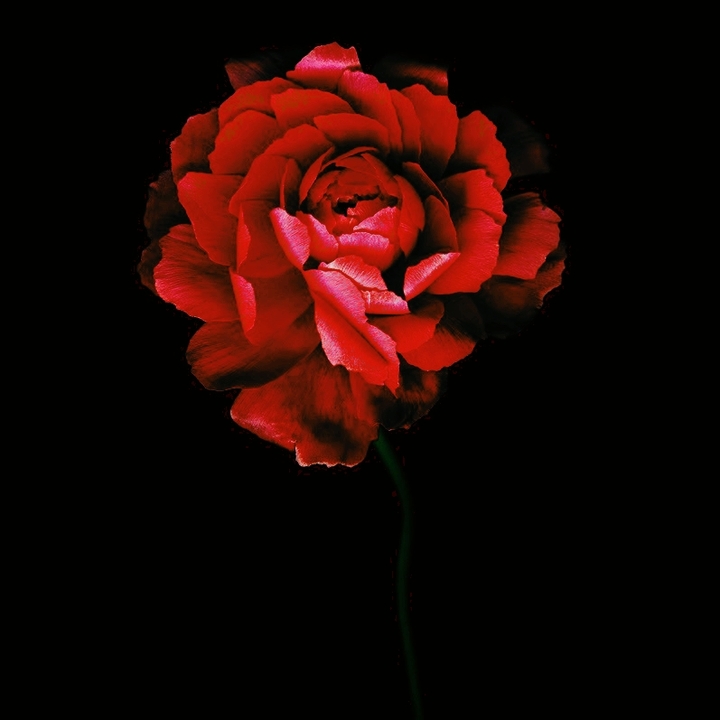 Red flower