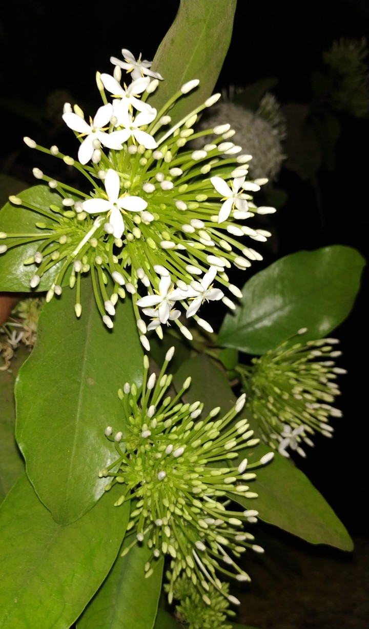 White exora flowers