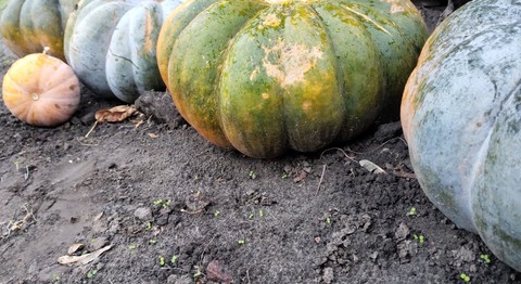 pumpkin