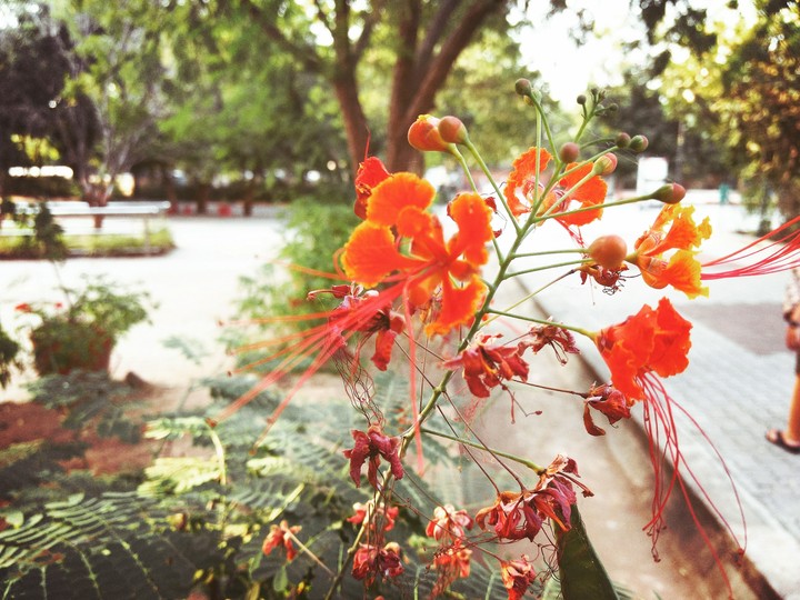 flower