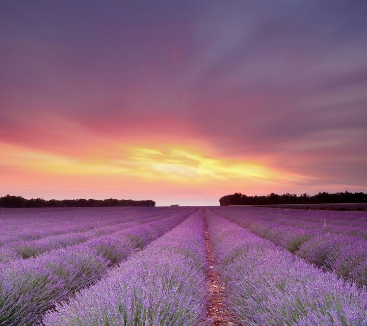Lavendel