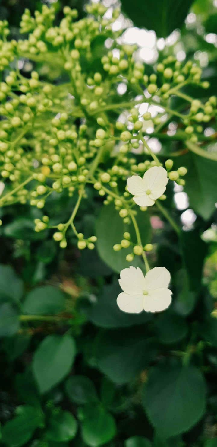 Blumen, Natur