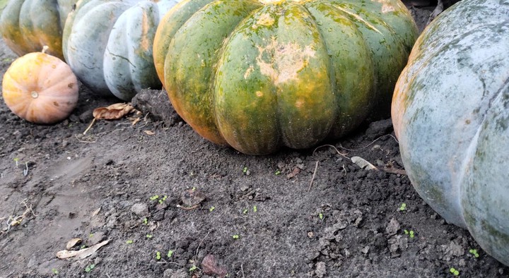 pumpkin