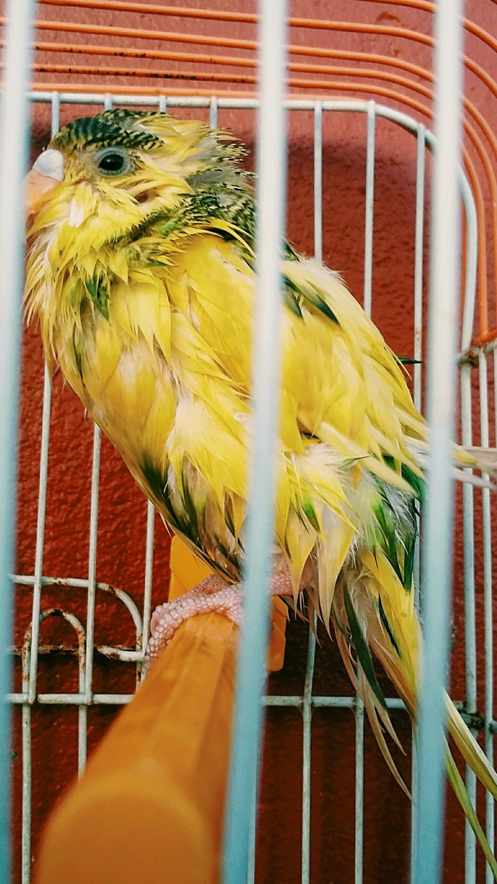 oiseaux