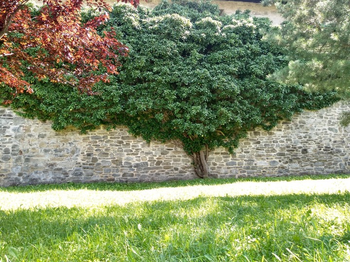like a tree