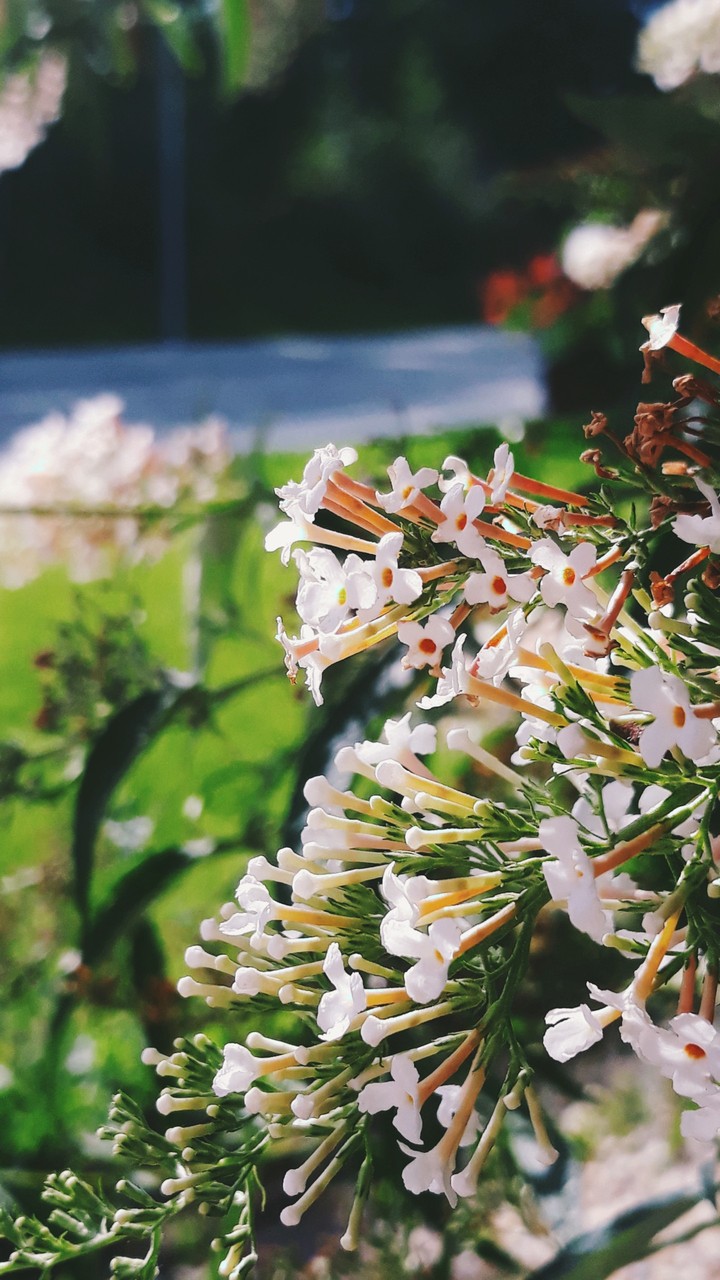 Flowers in the Garden