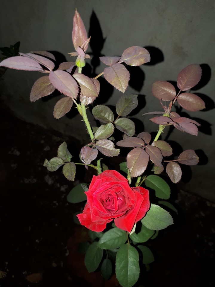 loving rose