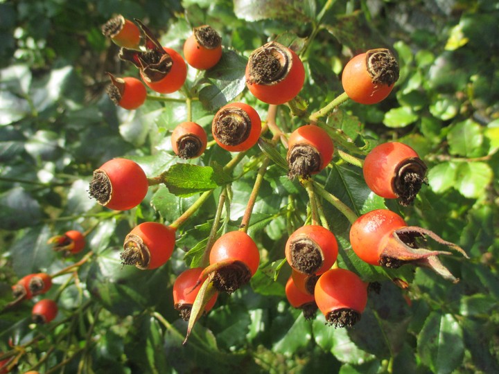 Rosehip