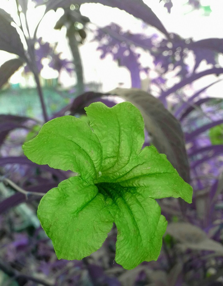 flower
