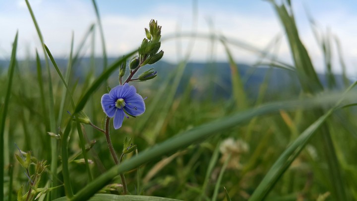 plant...