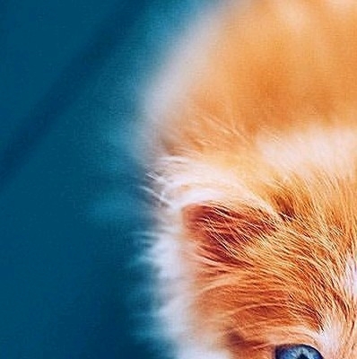 6x puzzle cat