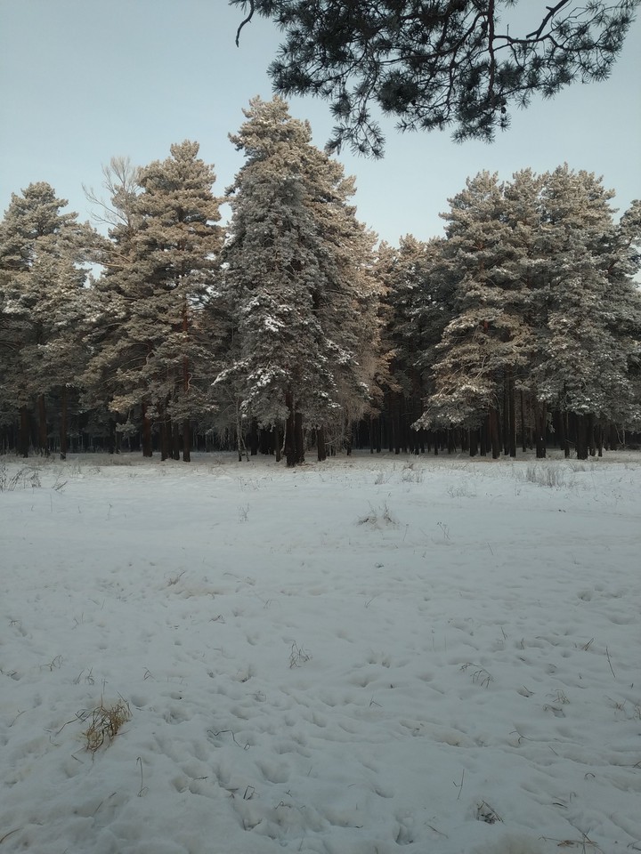 деревья