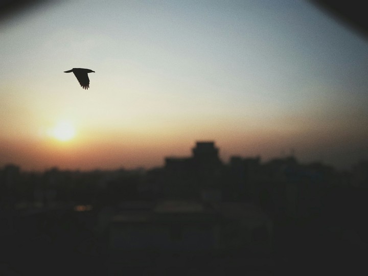 sunset & the bird
