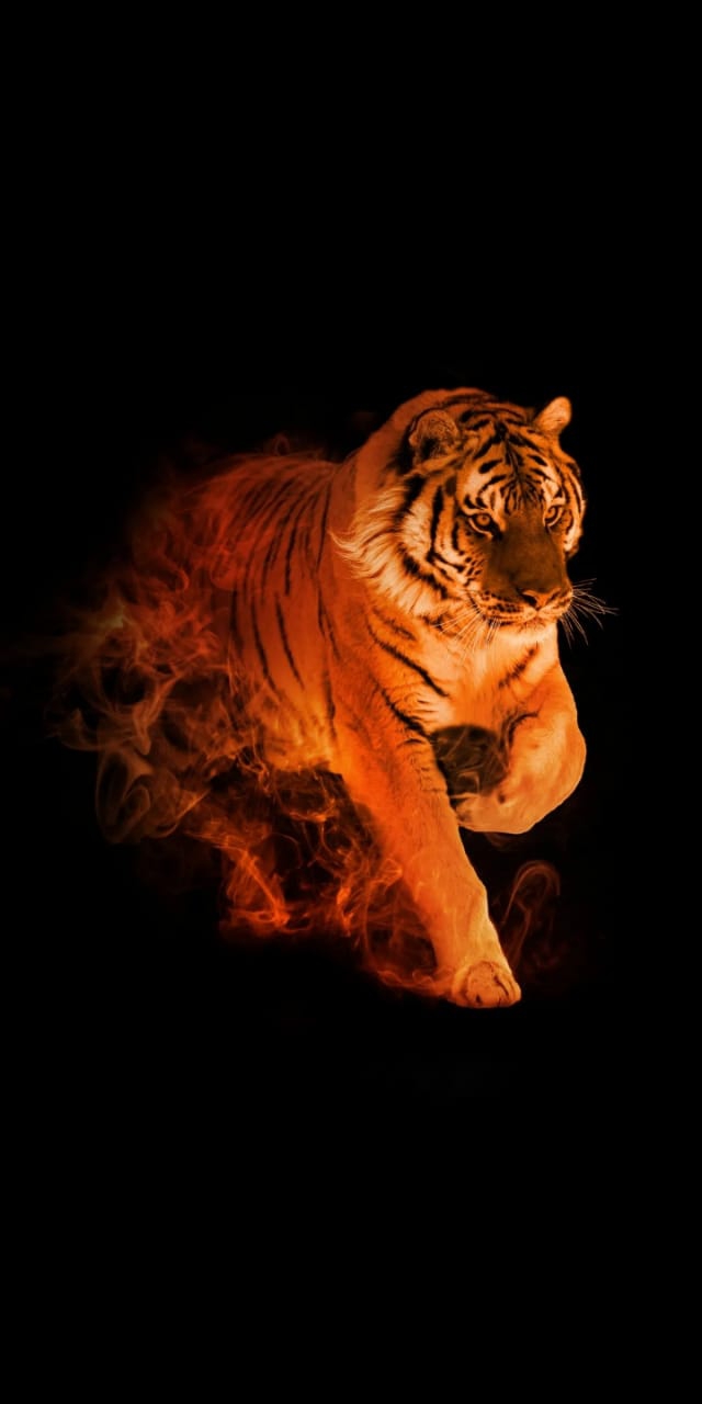 tiger
