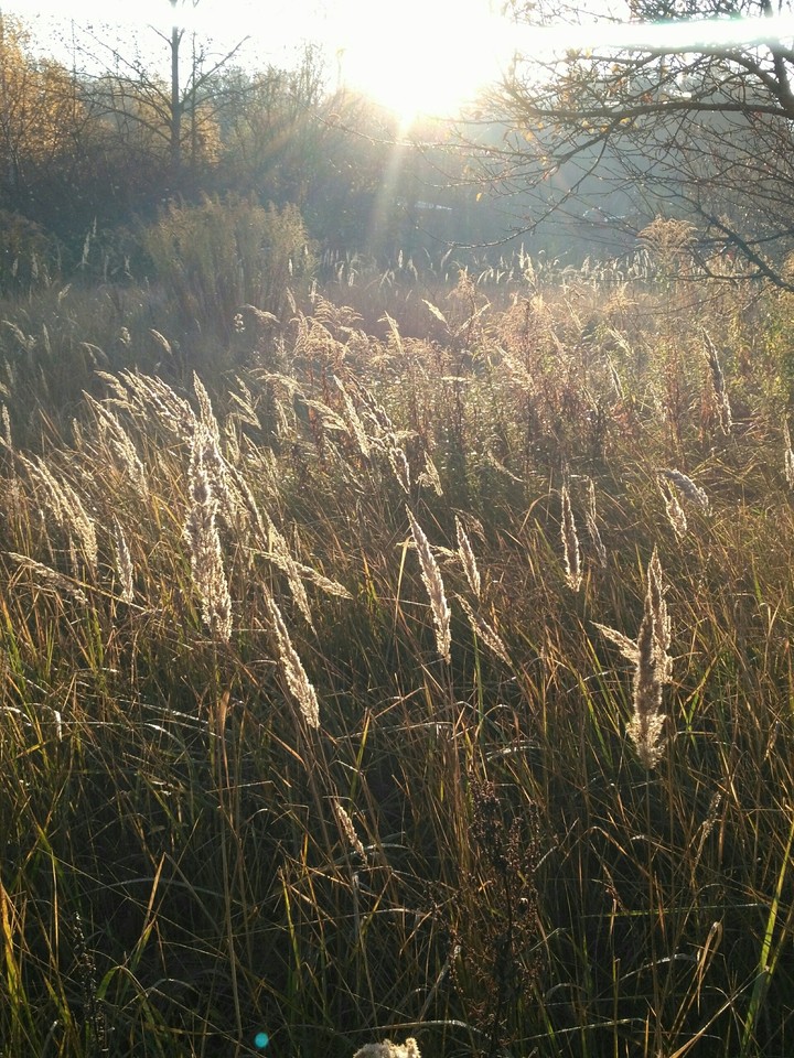 nature
