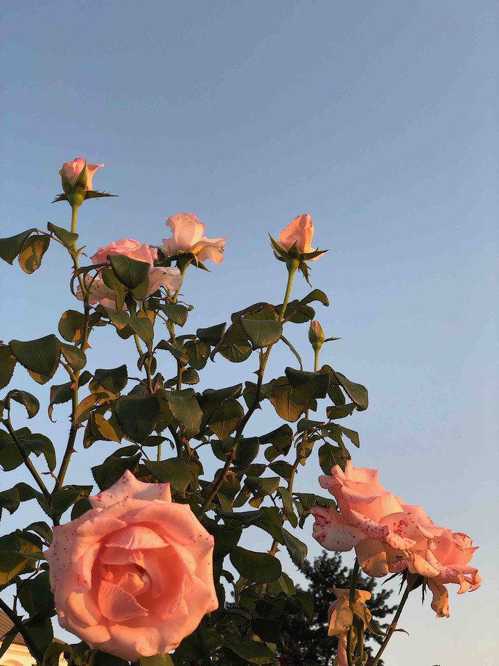 roses