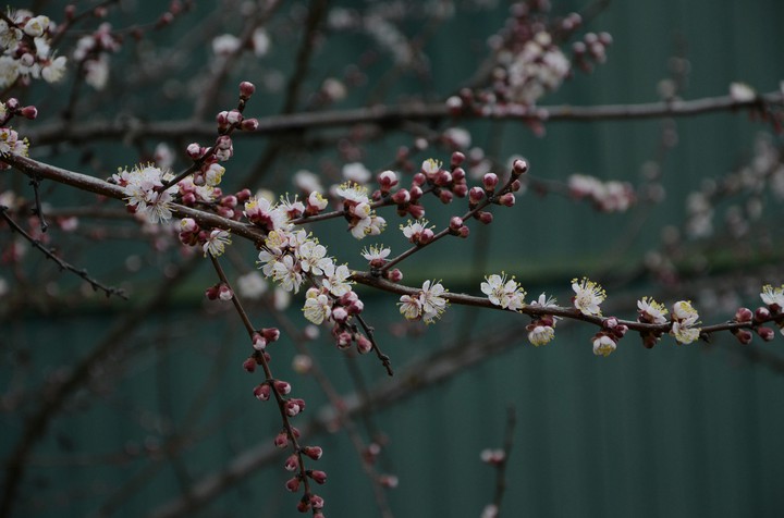 apricot