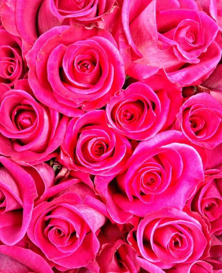Fucsia Rose