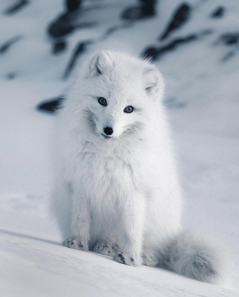 White, animal duvar kağıtları