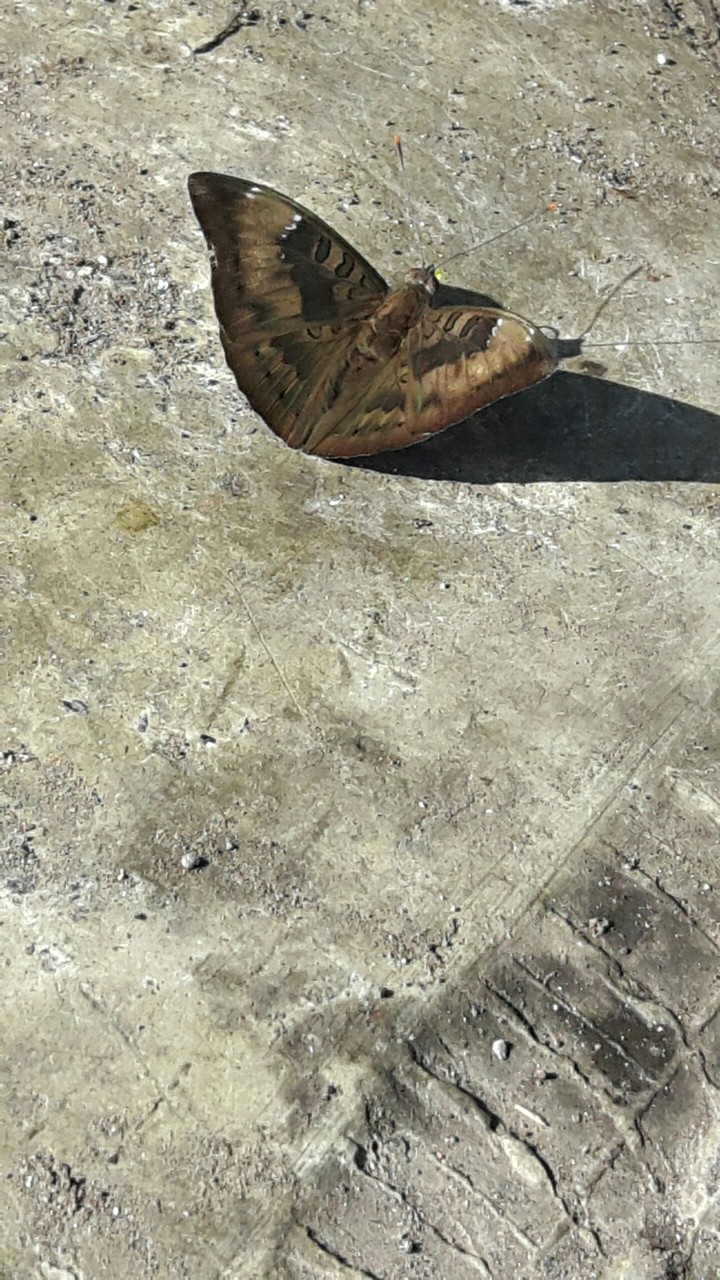 butterfly