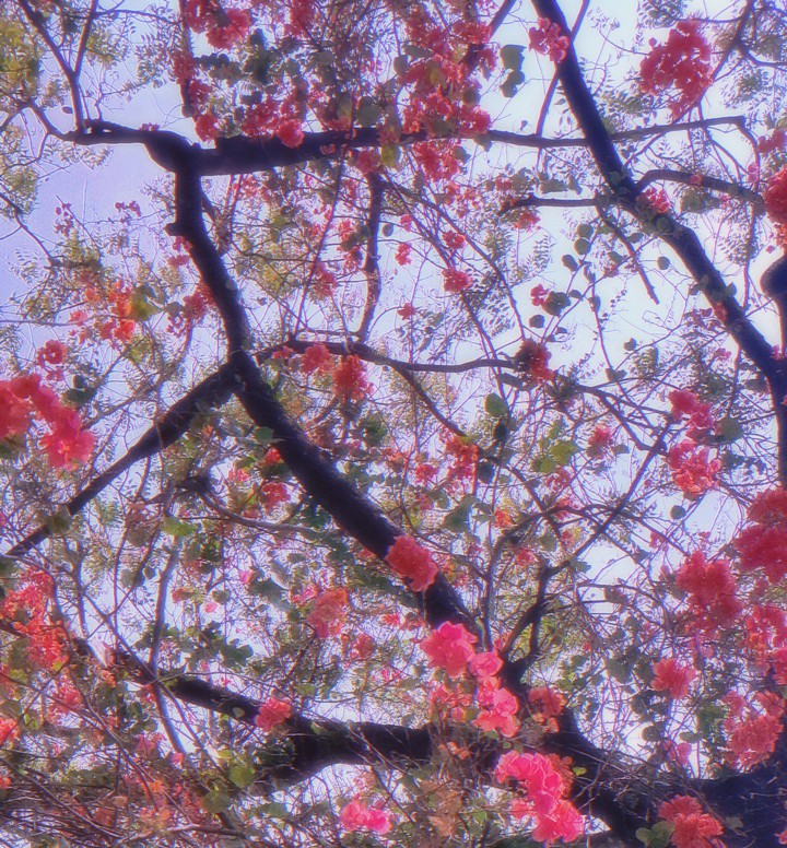pink fantasy
