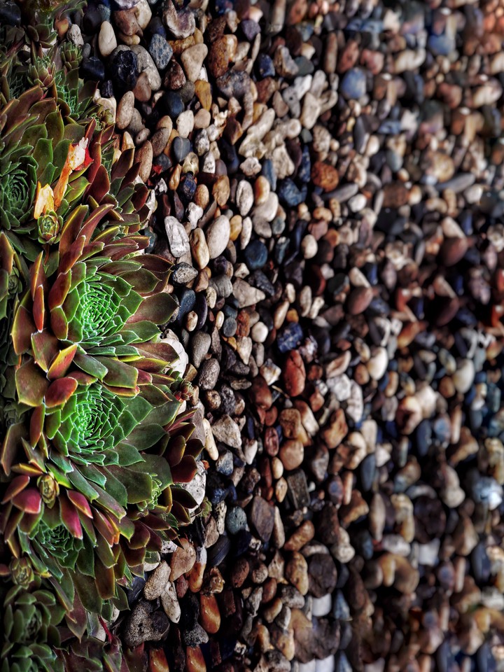 sea flower
