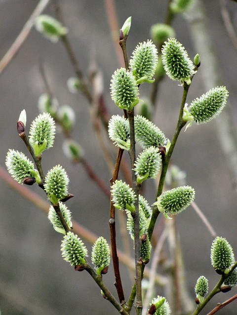 обои flower, subshrub