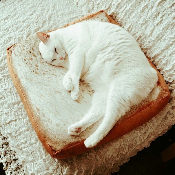 Awww!Cat sleep on bread!