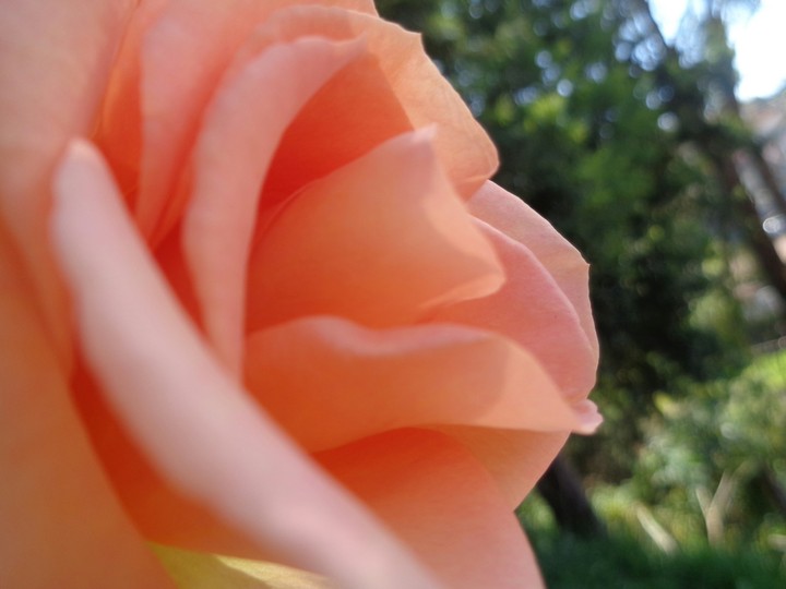 rose