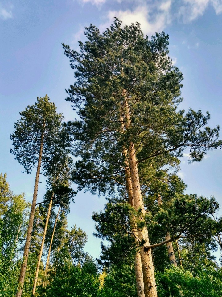 summer forrest
