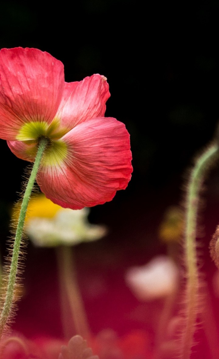 poppy