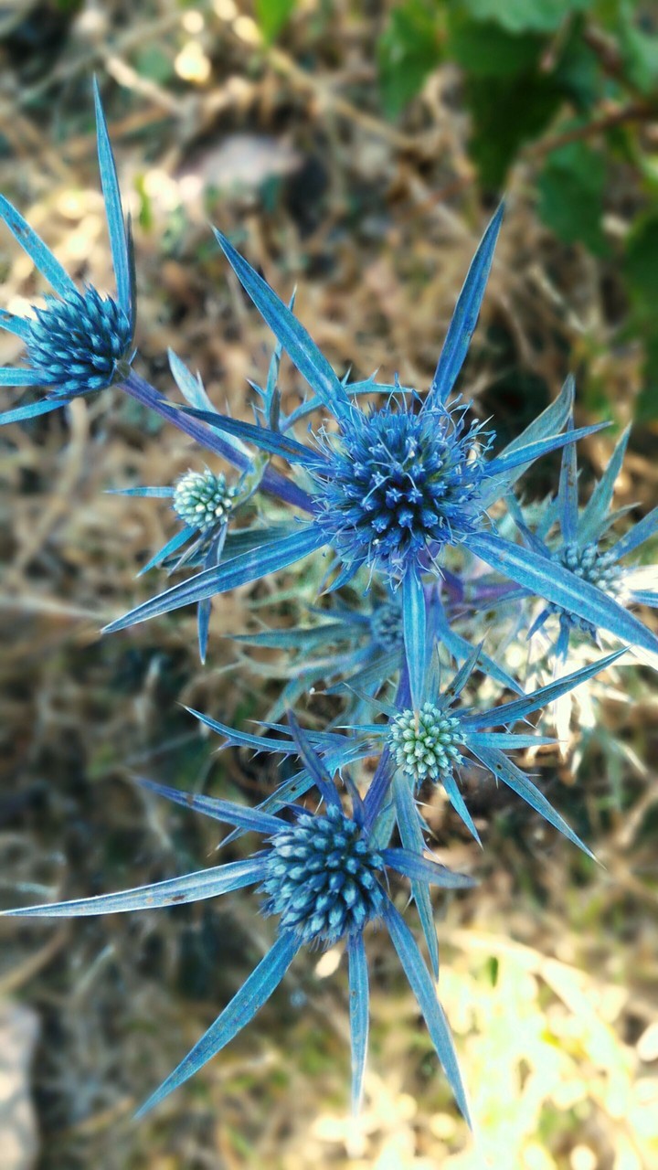 Wild Plant