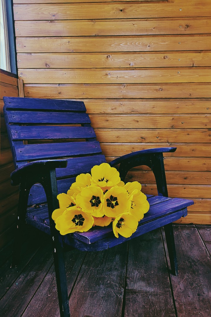 tulips