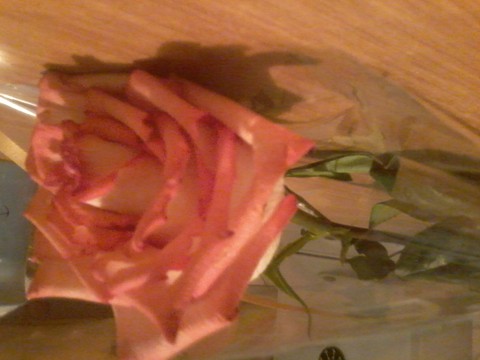 rose, flower壁纸