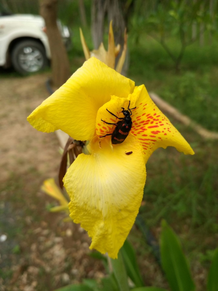 bug