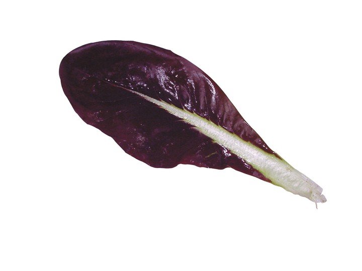 음식이미지