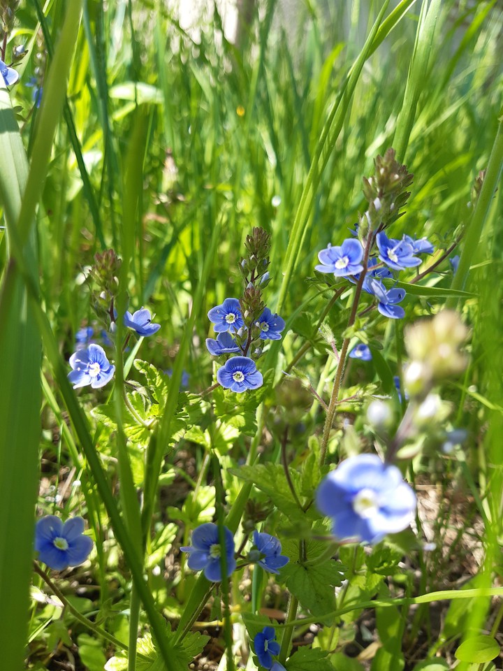 flowers