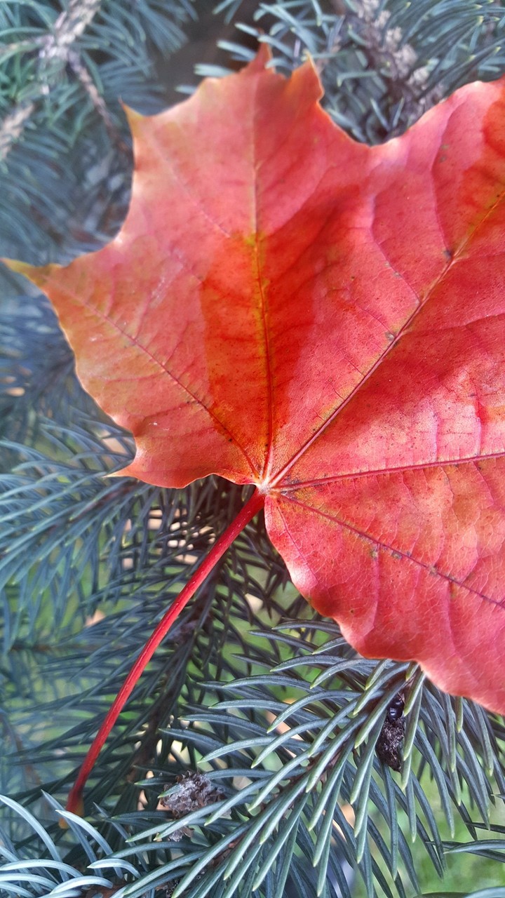 maple