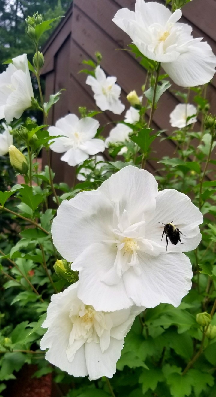 buzzin around