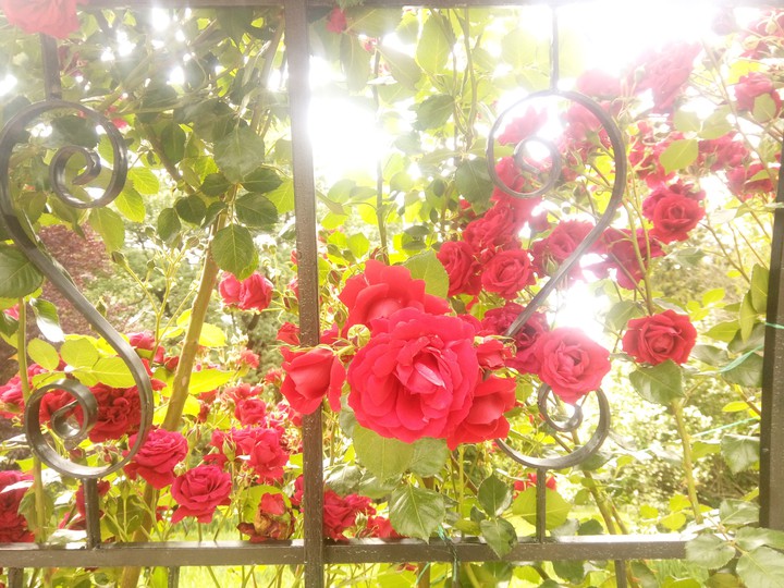roses are red