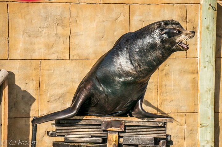 Sea Lion