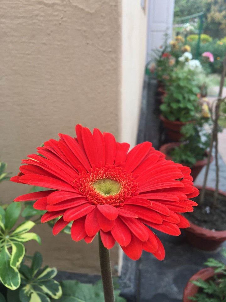gerbera red