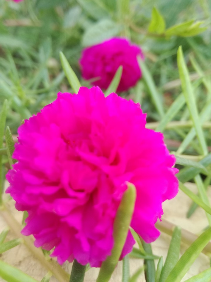 flowers