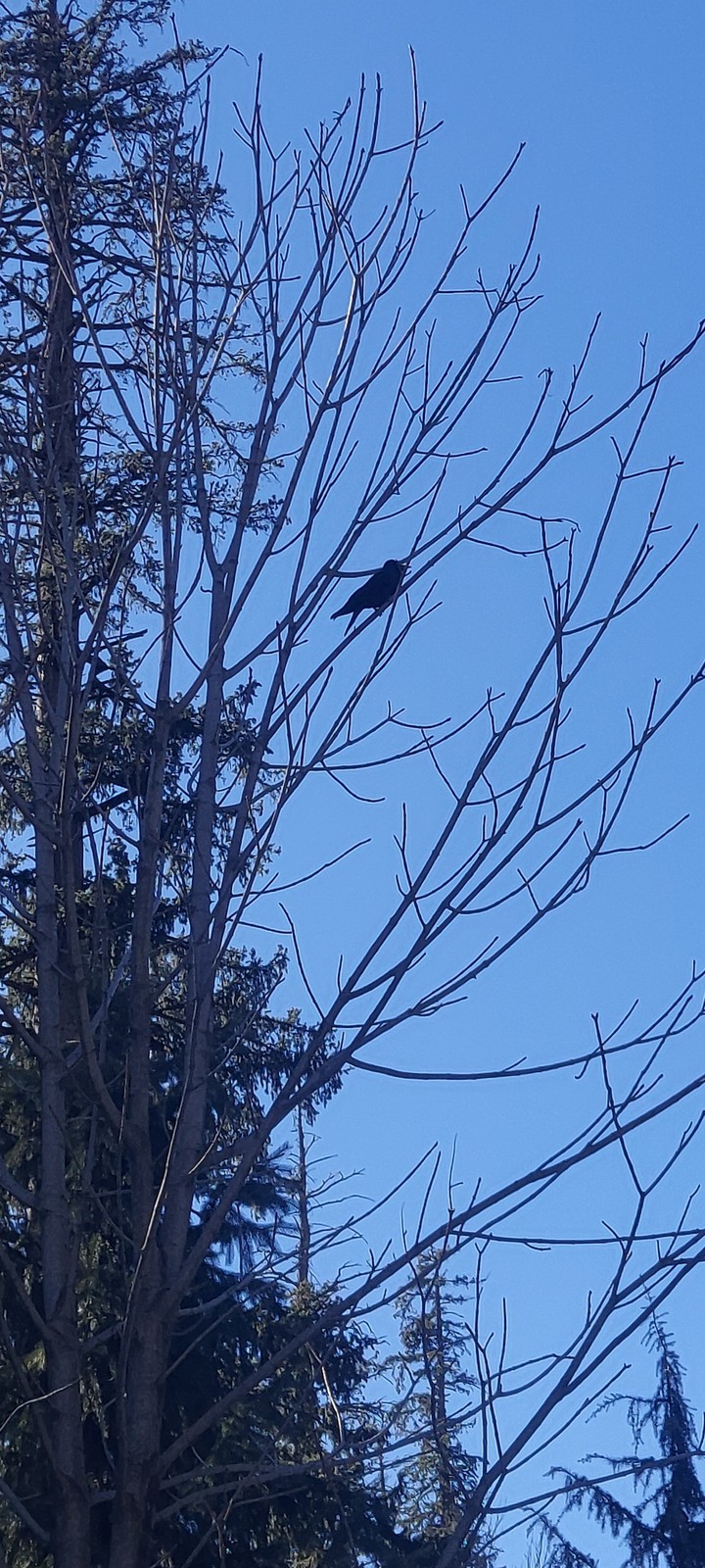 bird