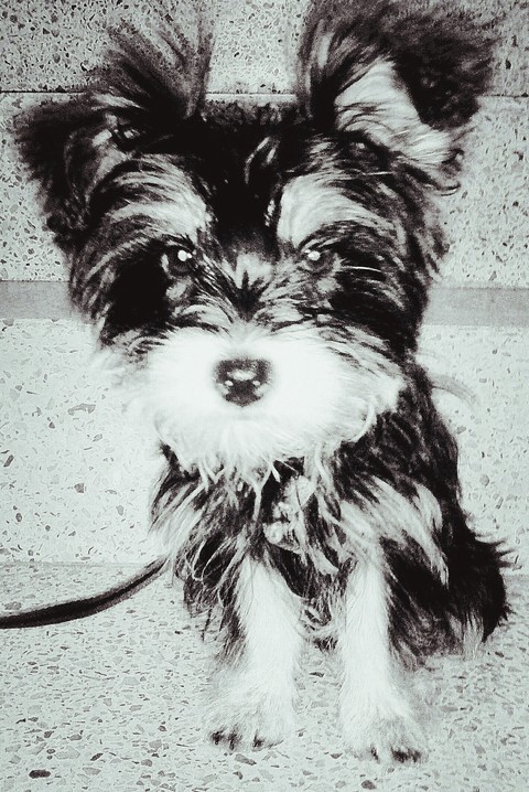 Dog Yorkshire